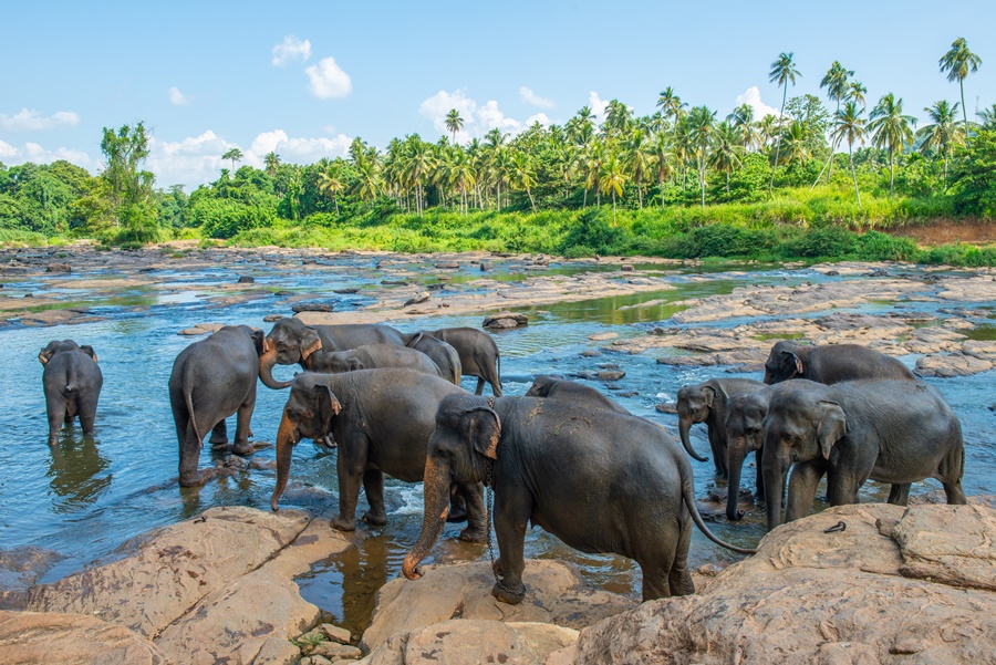 Pinnawala Day Tour from Colombo